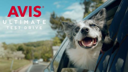 Avis Car Sales