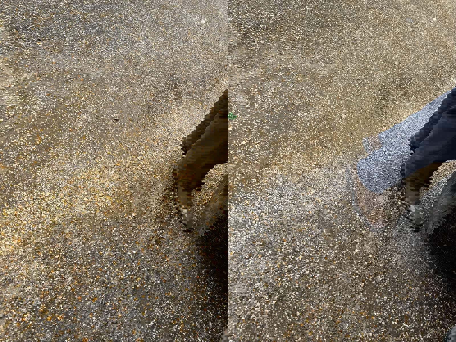 Used 2016 Chevrolet Silverado 1500 LT w/ All Star Edition image 21