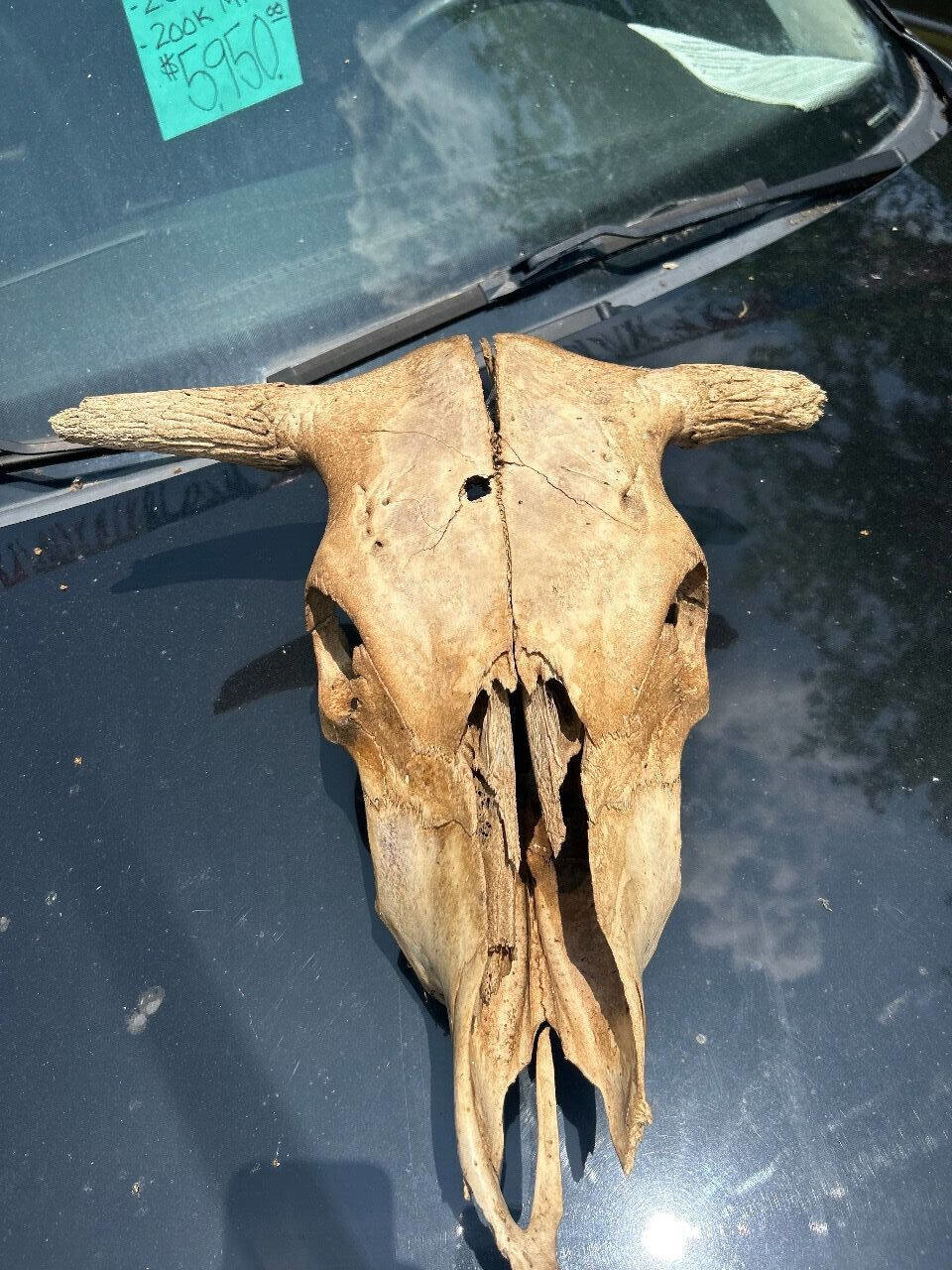 Used 1999 Ford F250 XLT image 12