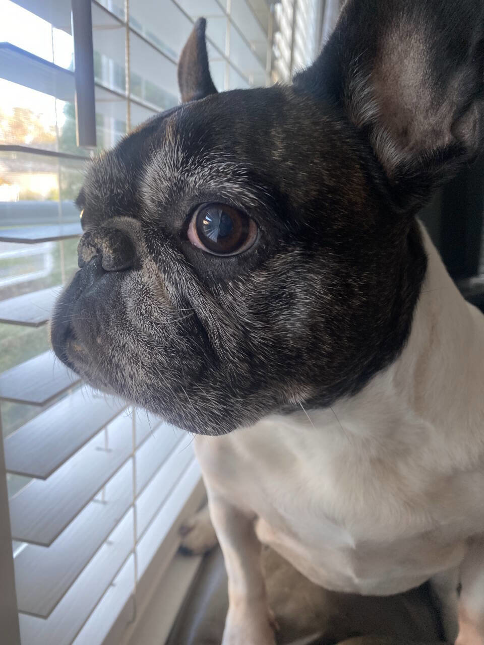 Used 2017 Honda Accord Sport Special Edition image 51