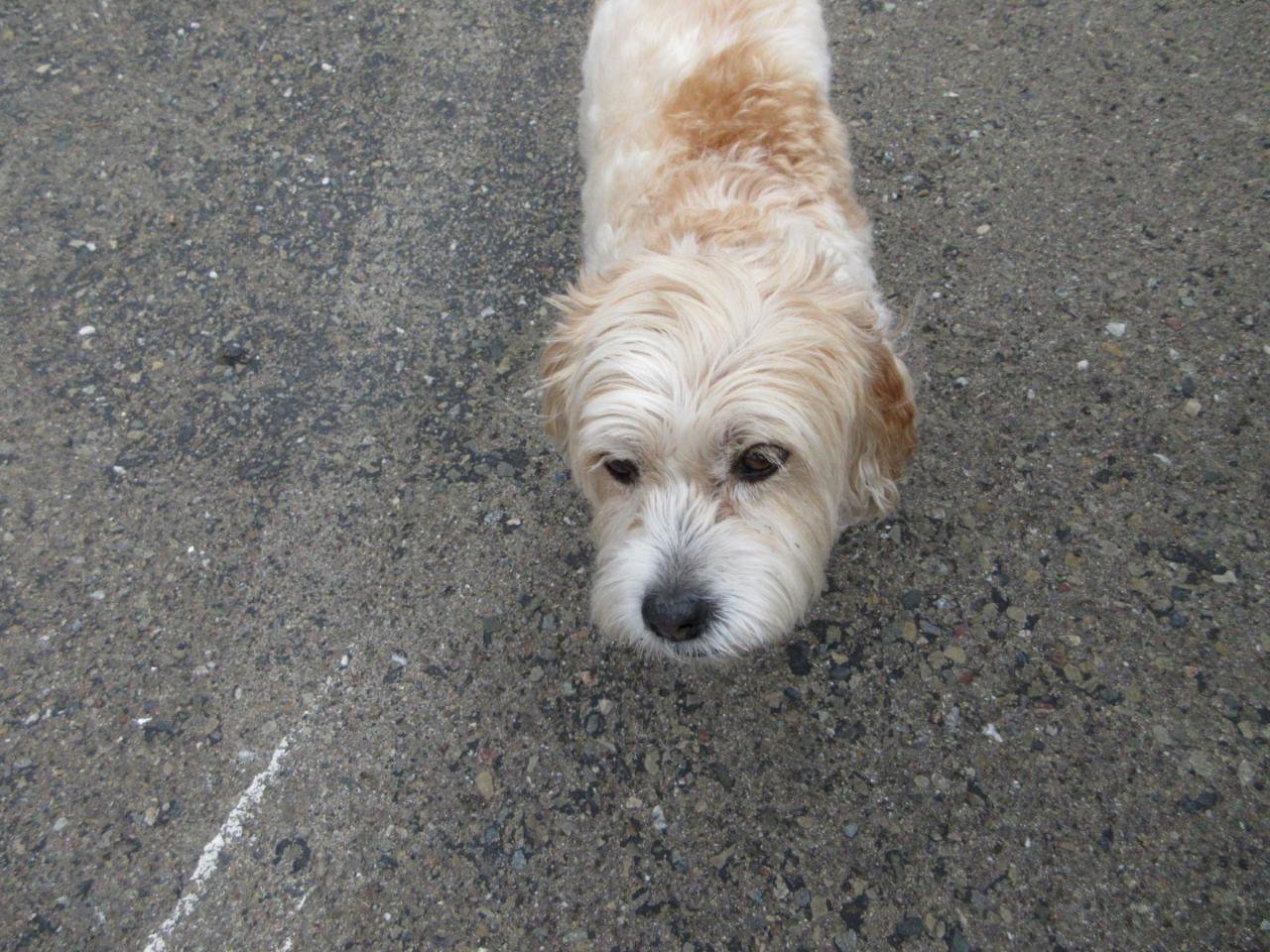 Used 2022 Maserati Quattroporte Modena image 52