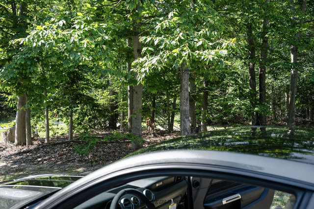 Used 2015 Ford Mustang Shelby GT350 RWD image 75