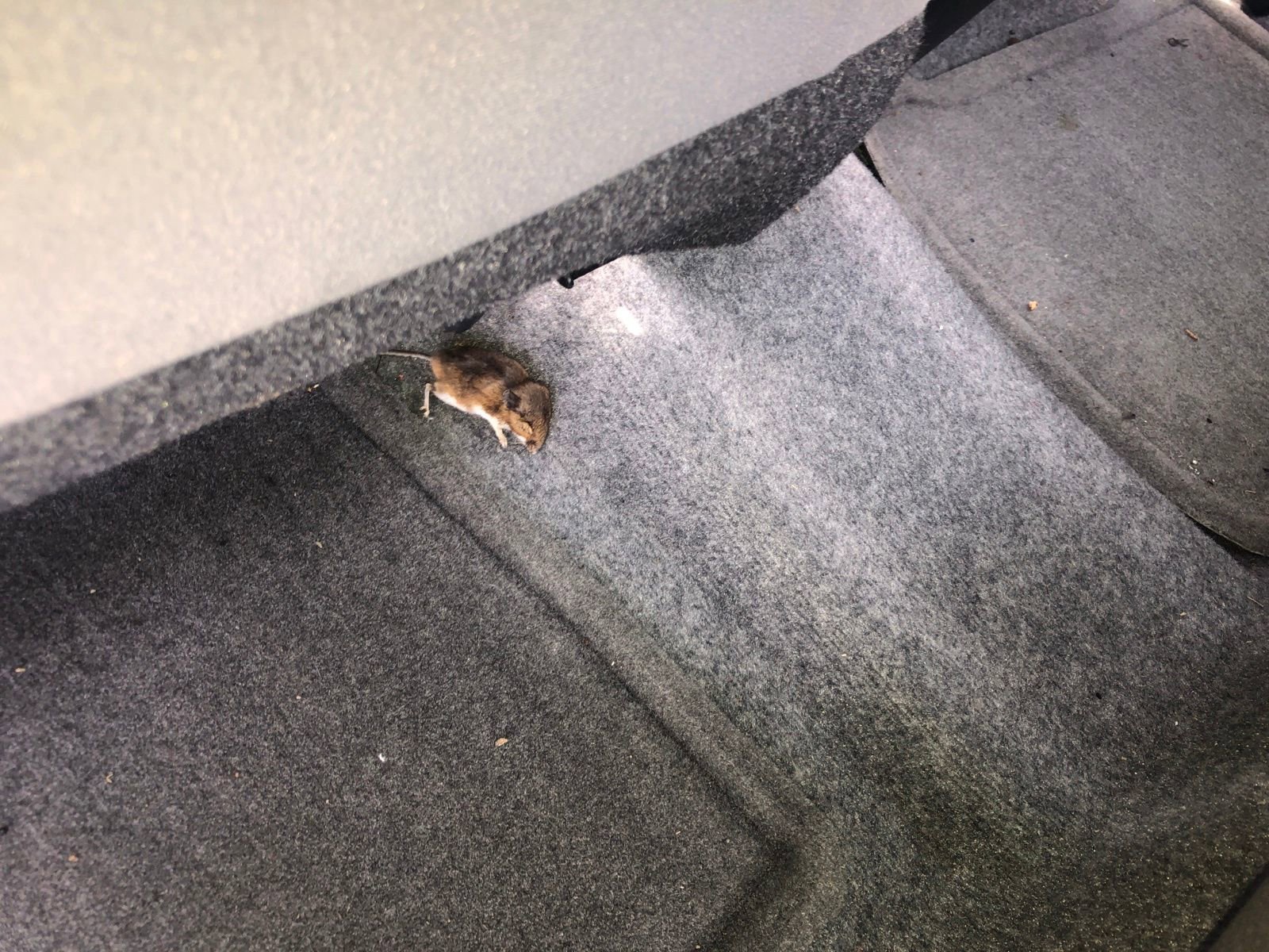 Used 2015 Toyota Prius Two image 23