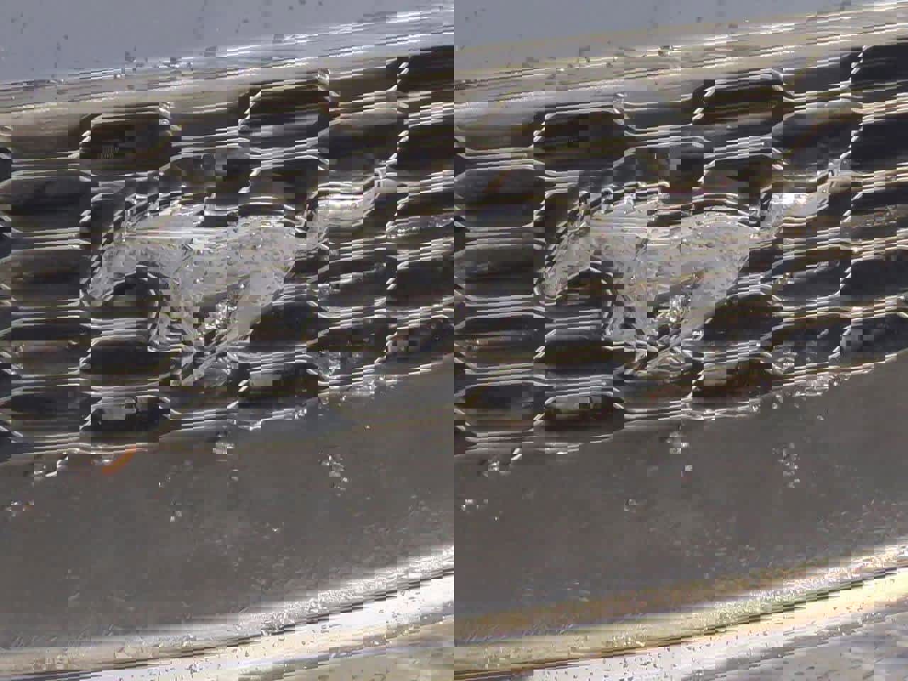 Used 2018 Ford Mustang Coupe image 12