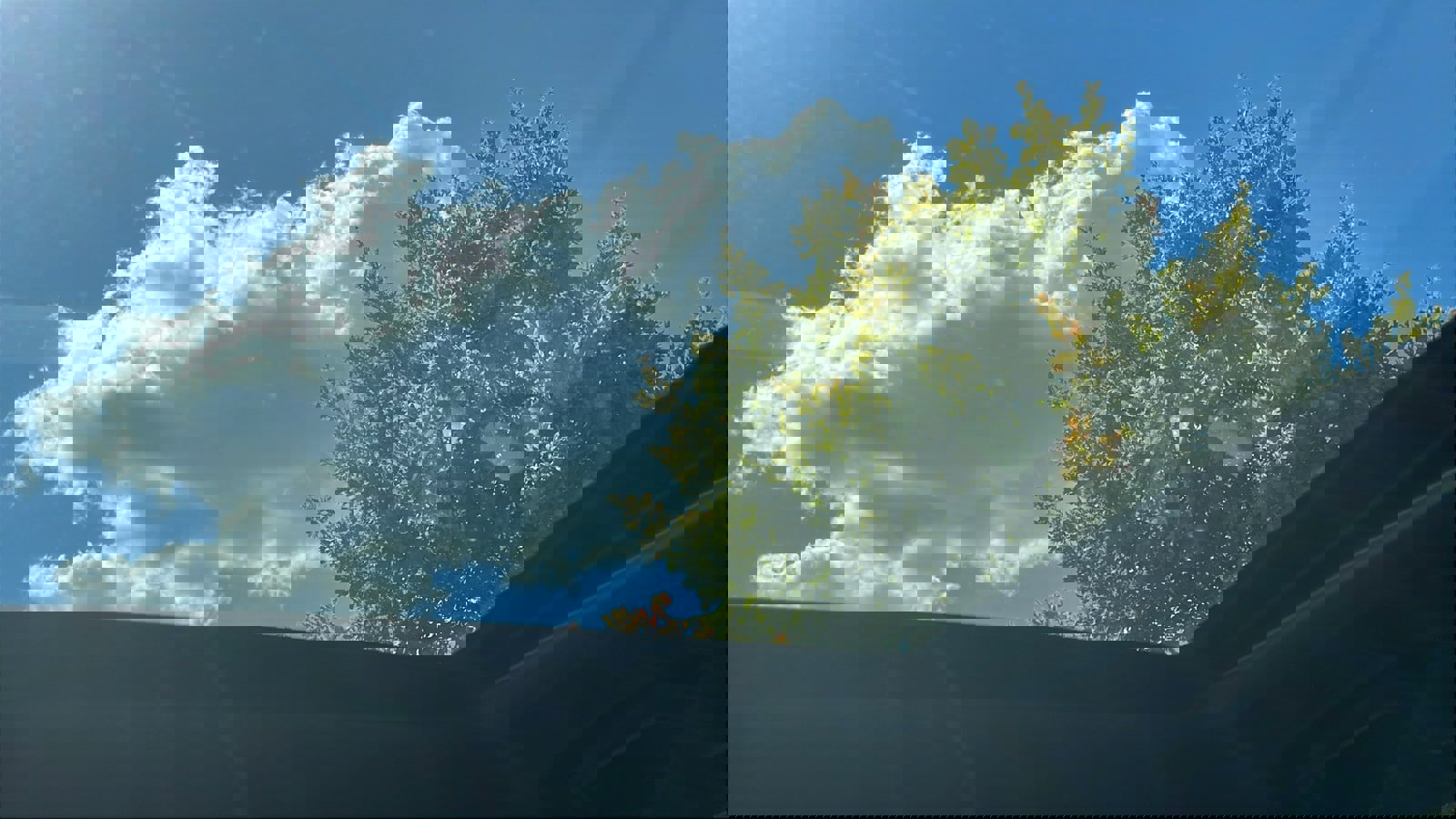 Used 2024 Subaru Forester Wilderness image 24