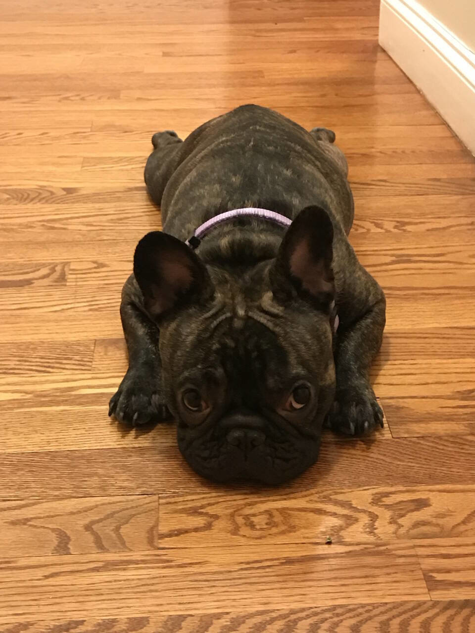 Used 2010 MAZDA MAZDA3 s Sport image 52