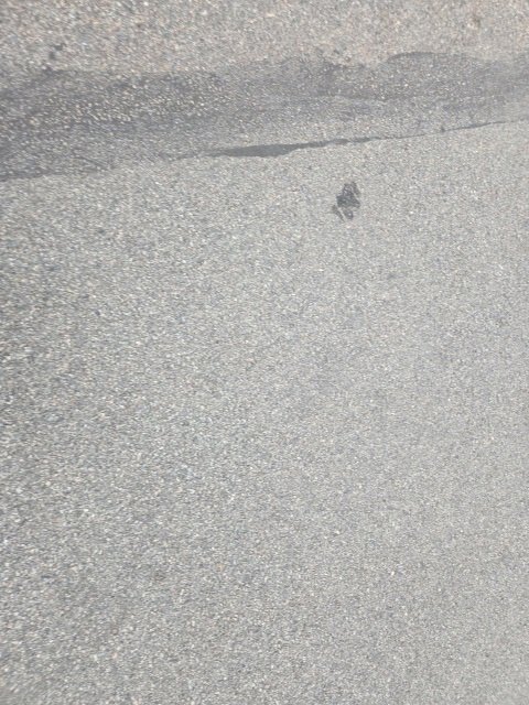 Used 2021 Chevrolet Silverado 1500 W/T w/ WT Fleet Convenience Package image 10