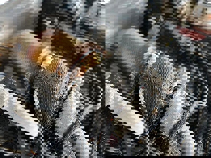 Used 2018 Audi SQ5 Premium Plus image 15