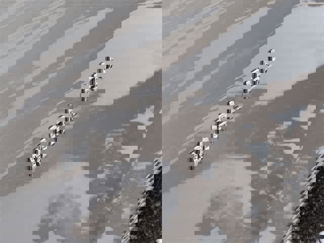 Used 2023 Chevrolet Malibu LT image 13