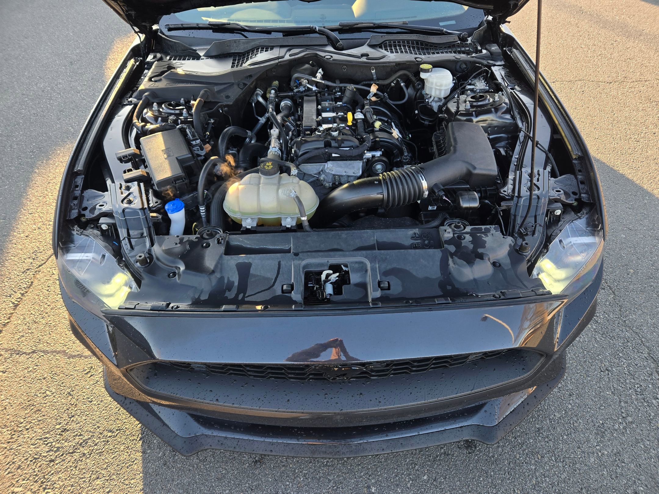 Used 2023 Ford Mustang EcoBoost w/ Equipment Group 101A image 13