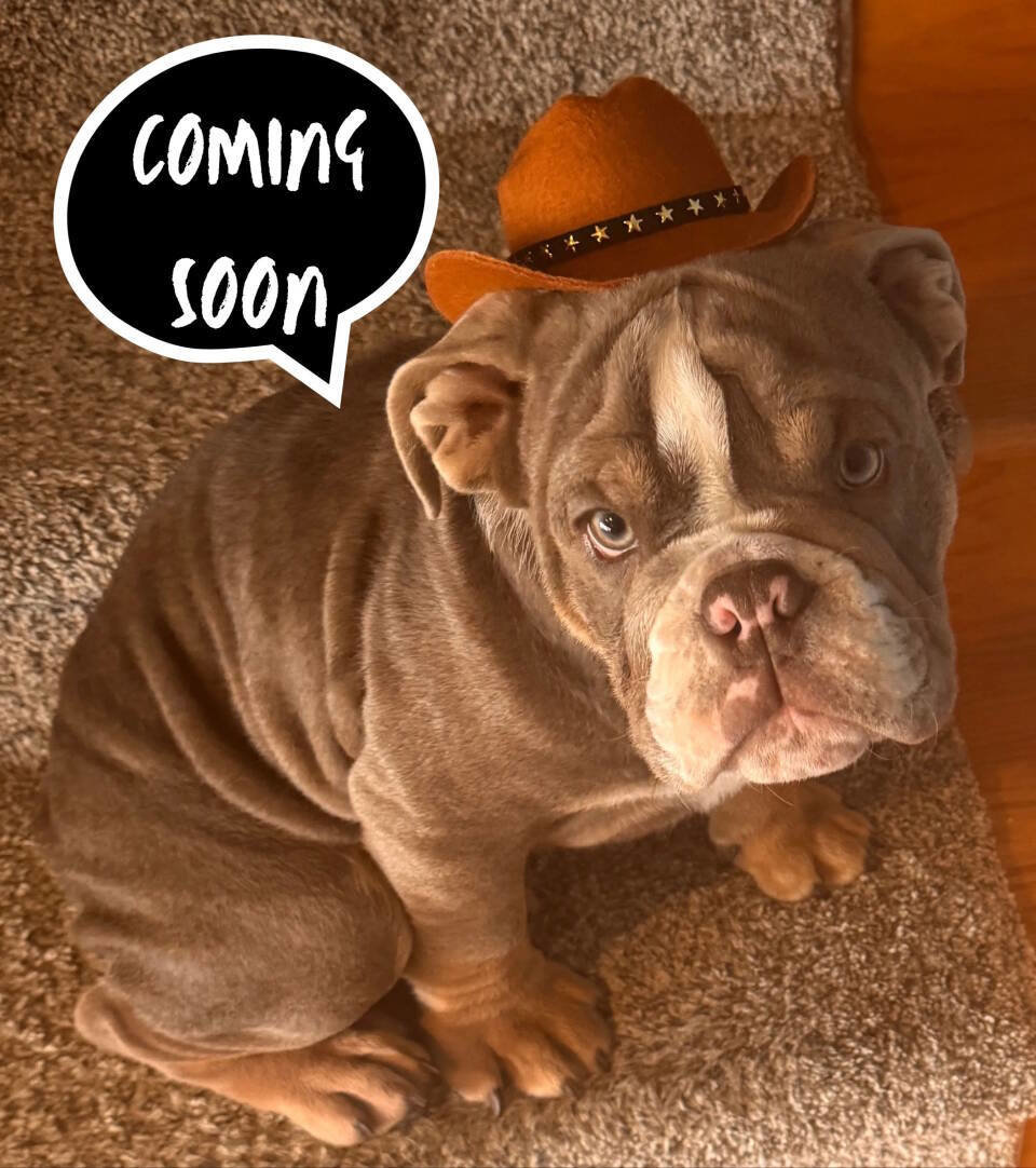 Used 2018 GMC Terrain Denali w/ Advanced Safety Package