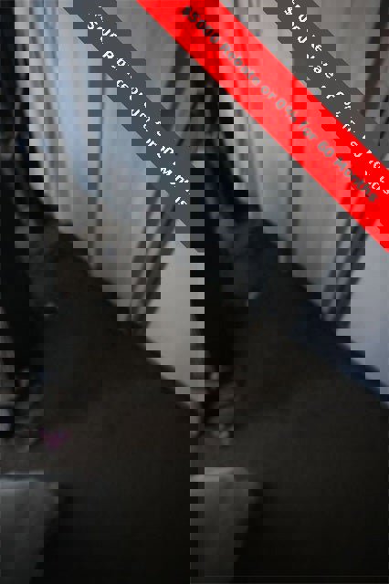 New 2025 Nissan Murano Platinum w/ Cargo Package image 9