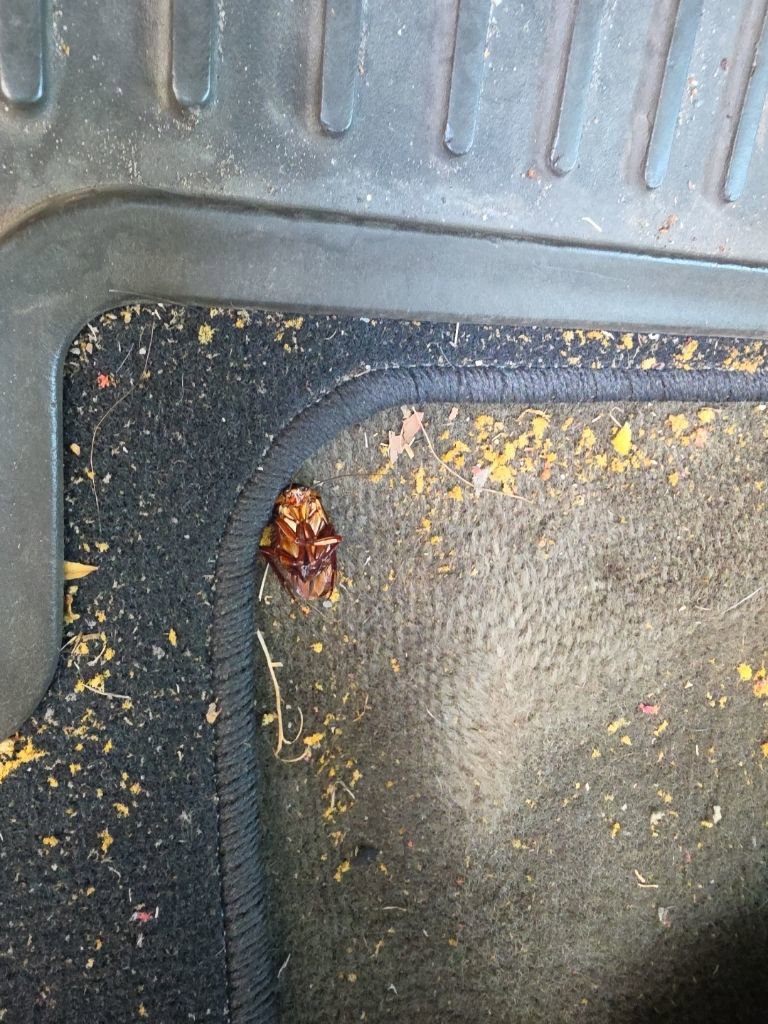 Used 2004 Chevrolet Silverado 2500 LS w/ Skid Plate Package image 6