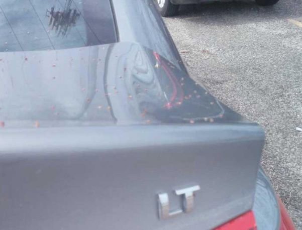 Used 2024 Chevrolet Malibu LT image 3