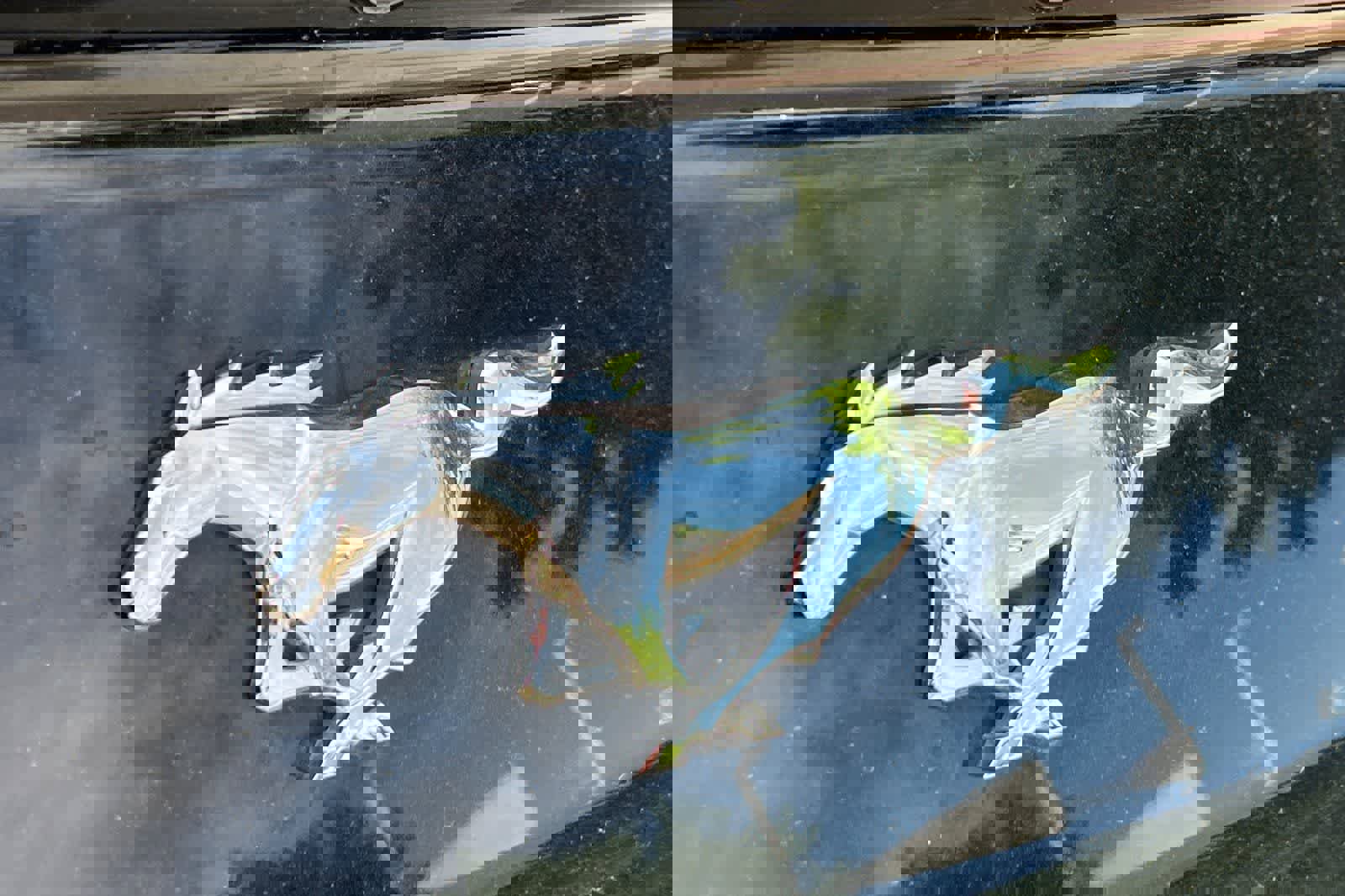 Used 2016 Ford Mustang Coupe w/ Wheel & Stripe Package RWD image 13