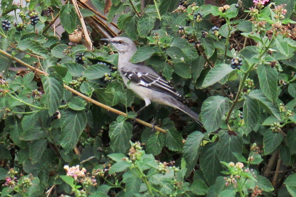 Used 2020 Jeep Cherokee Limited image 43