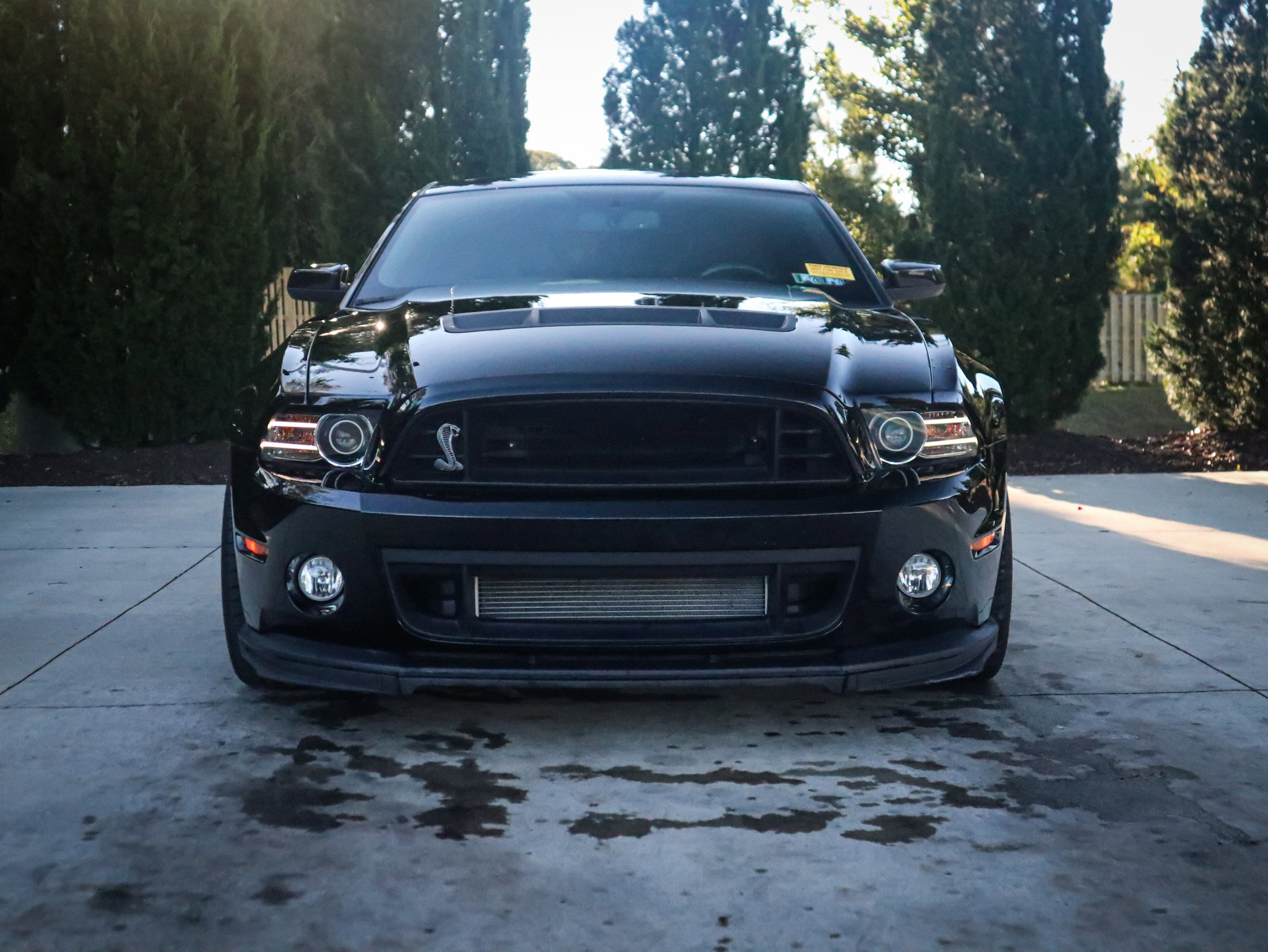 Used 2014 Ford Mustang Shelby GT500 w/ Equipment Group 821A image 3