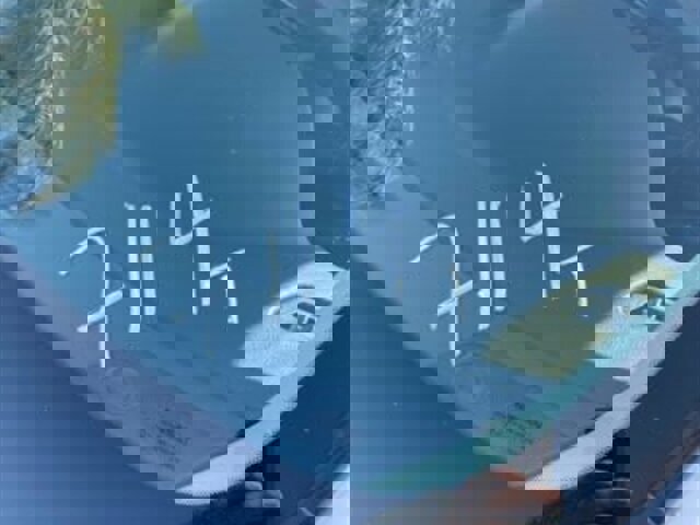 Used 2019 Nissan Rogue SV image 6