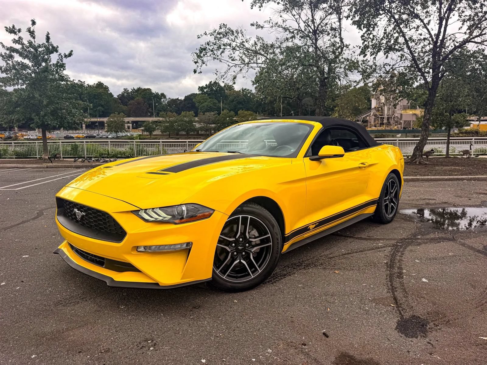 Used 2018 Ford Mustang Premium w/ Equipment Group 201A RWD image 3