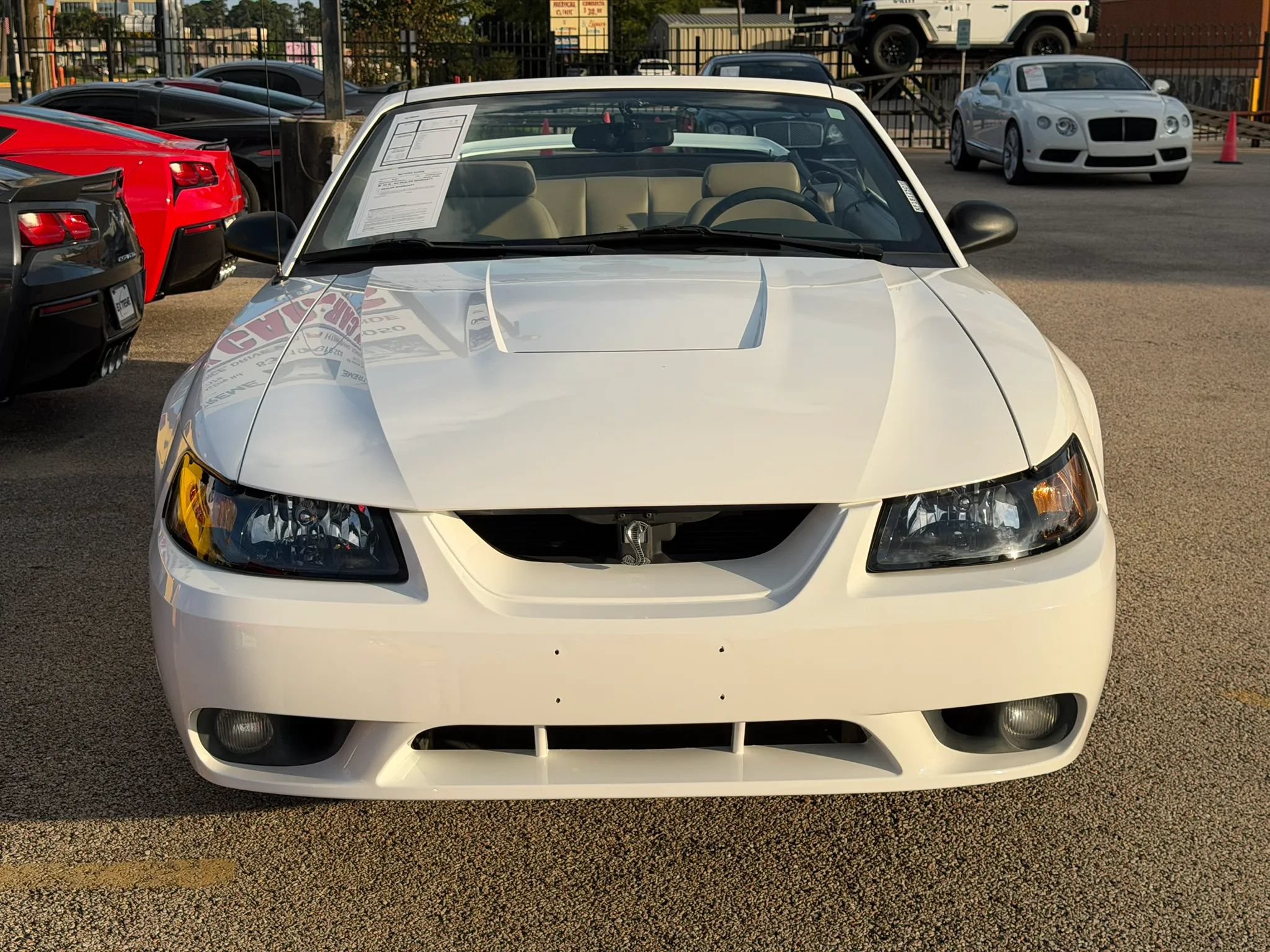 Used 1999 Ford Mustang Cobra RWD image 2