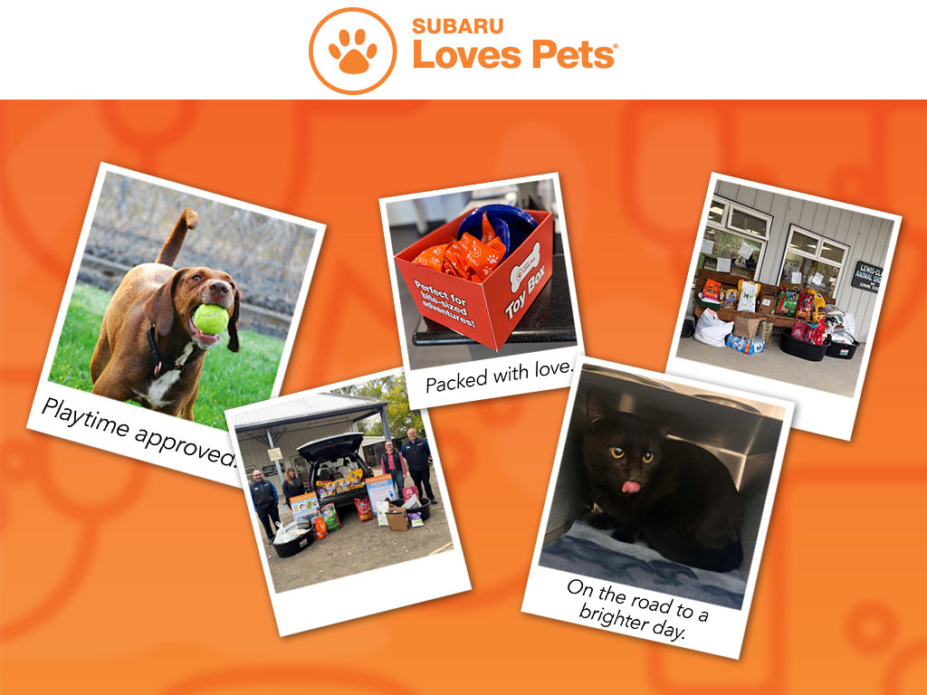 Used 2022 Subaru WRX Premium image 10