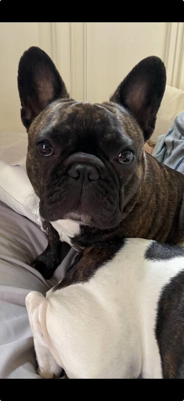 Used 2016 Chevrolet Silverado 1500 LT w/ All Star Edition image 47