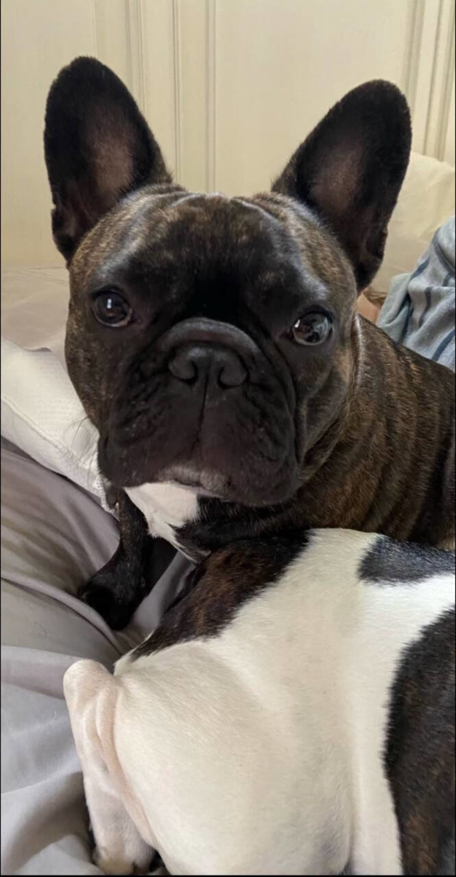 Used 2014 Dodge Challenger R/T image 42