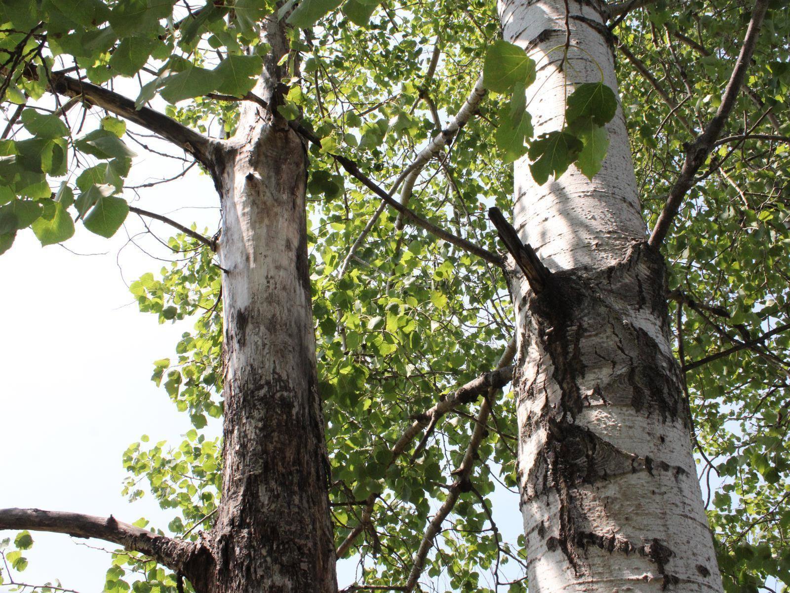 New 2025 Mitsubishi Outlander SEL image 8