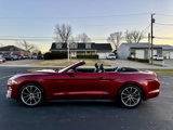Used 2019 Ford Mustang Premium w/ Equipment Group 201A image 2