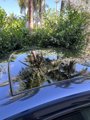 Used 2022 Bentley Continental GT Speed image 4